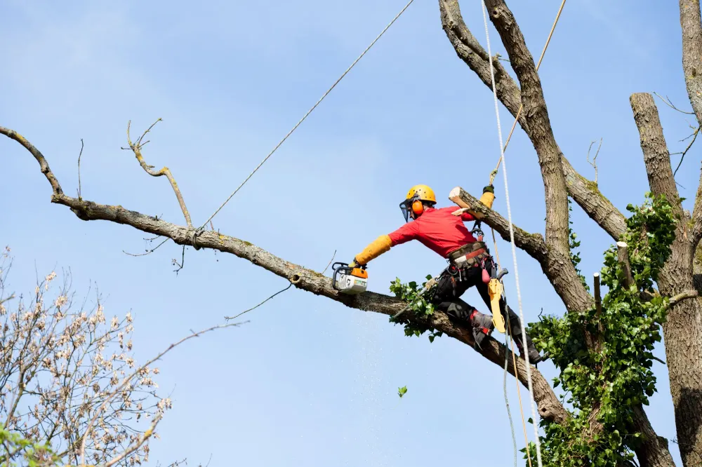 Abatage des arbres dangereux à Nandrin