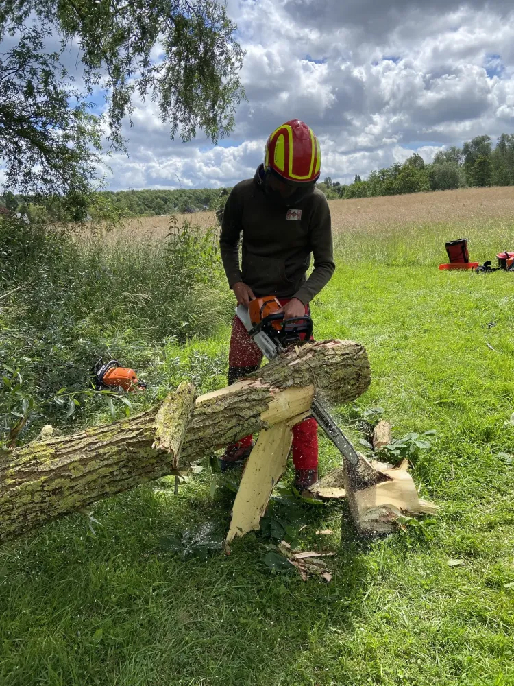 découpe arbre
