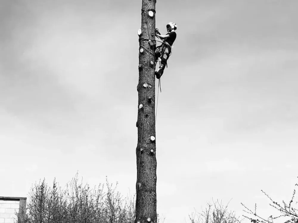 grimpe arbre
