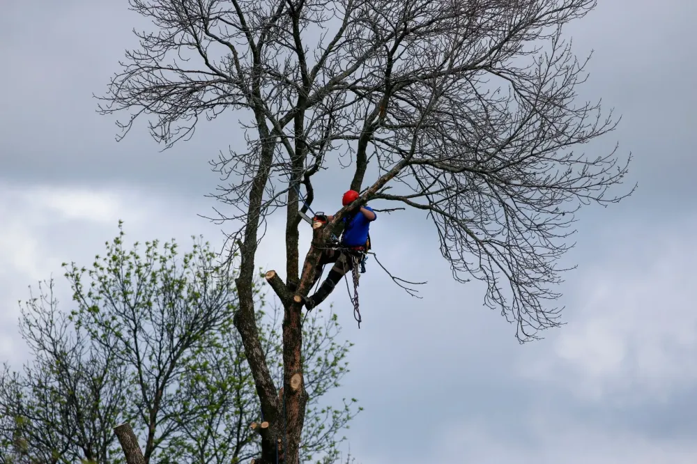 légage d'arbre